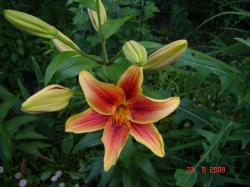 First Crown О.А. гибрид First Crown О.А. гибрид