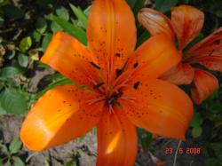 Азиатка Bartion Азиатка Bartion