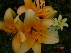 Indian Diamond Л.А. гибрид Indian Diamond Л.А. гибрид