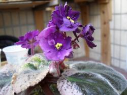 Был подарен без названия и был так опознан. Был подарен без названия и был так опознан.