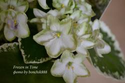 Множество белых слегка чашевидных звезд-колокольчиков, отмеченных широкой сочно зеленой каймой, испещренной мягкими зелено-белыми фрагментами. Зелено-белый пестролистник. Длительное цветение (у меня цветет шапкой уже 7мес) Множество белых слегка чашевидных звезд-колокольчиков, отмеченных широкой сочно зеленой каймой, испещренной мягкими зелено-белыми фрагментами. Зелено-белый пестролистник. Длительное цветение (у меня цветет шапкой уже 7мес)