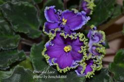 Махровые фиолетовые крупные цветы с зеленой гофрированной каймой. Листва средне-зеленая. Стандарт. (описание из АВМЛ) Махровые фиолетовые крупные цветы с зеленой гофрированной каймой. Листва средне-зеленая. Стандарт. (описание из АВМЛ)