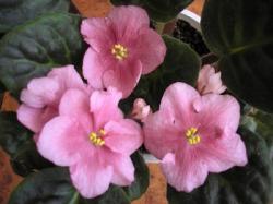 Ambiance
(Gern) Ambiance
(Gern)