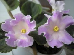 Blashing Ivory Blashing Ivory