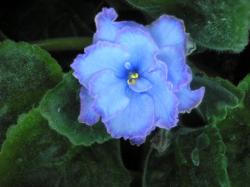 Blue Dragon Blue Dragon