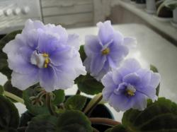 Faded Denim
(фиадед Деним)
(Sorano) Faded Denim
(фиадед Деним)
(Sorano)