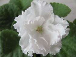 Gillian
(Джиллиан)
(Ferguson) Gillian
(Джиллиан)
(Ferguson)