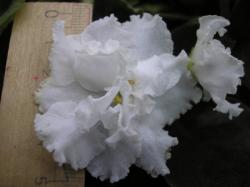 Iсe Queen
(Айс Квин)
(Sorano) Iсe Queen
(Айс Квин)
(Sorano)