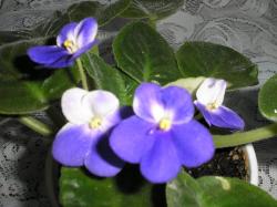 Kimi
(Кими) Kimi
(Кими)