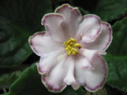 Looking Glass
(Лукин Глес)
(Sorano) Looking Glass
(Лукин Глес)
(Sorano)