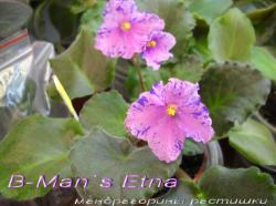 первое цветение первое цветение