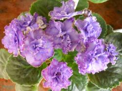 Полумахровые, махровые звёзды светло-сиреневого цвета с тёмно синим центром и широкой красновато-пурпурной каймой. Крупная средне-зелёная листва. Полумахровые, махровые звёзды светло-сиреневого цвета с тёмно синим центром и широкой красновато-пурпурной каймой. Крупная средне-зелёная листва.