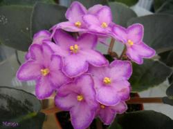 Крупные насыщенно сахарно - розовые цветы в форме идеально-правильной звезды с широкими (3мм) фуксиевыми краями напылением, также правильно повторяющими очертания звезды с удлиненными лепестками. Обильнейшее цветение на высоких и крепких цветоносах. Лист некрупный тёмно-зелёный слегка ложковидной формы. Крупные насыщенно сахарно - розовые цветы в форме идеально-правильной звезды с широкими (3мм) фуксиевыми краями напылением, также правильно повторяющими очертания звезды с удлиненными лепестками. Обильнейшее цветение на высоких и крепких цветоносах. Лист некрупный тёмно-зелёный слегка ложковидной формы.