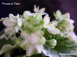 Чашевидные колокольчики с зеленой каймой. Иногда появляются лавандовые цветы. Белая пестролистость. Долгое качественное цветение. Чашевидные колокольчики с зеленой каймой. Иногда появляются лавандовые цветы. Белая пестролистость. Долгое качественное цветение.