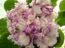 Волнистые простые и полумахровые белые анютины глазки с малиновой каймой. Мощные цветоносы. Цветение обильное и продолжительное. Листья светлые. Выставочный сорт. Волнистые простые и полумахровые белые анютины глазки с малиновой каймой. Мощные цветоносы. Цветение обильное и продолжительное. Листья светлые. Выставочный сорт.