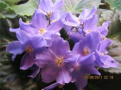 Крупные белые звёзды правильной формы с ярко-голубым пятном на каждом лепестке. Яркий и свежий букет напоминает о весне. Насыщенно-зелёная компактная розетка. Сорт парный к сорту «ЕК-Снегири». 2010 год Крупные белые звёзды правильной формы с ярко-голубым пятном на каждом лепестке. Яркий и свежий букет напоминает о весне. Насыщенно-зелёная компактная розетка. Сорт парный к сорту «ЕК-Снегири». 2010 год