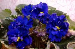 Очень крупные махровые бахромчатые белые цветы, центральная часть
цветка синего цвета, по синему фону «рассыпан» розовый горошек, края
лепестков обведены чётким синим кантом. Ярко-зелёный компактный
пестролистник. Настоящий гламурчик! Яркий, стильный, нарядный! Очень крупные махровые бахромчатые белые цветы, центральная часть
цветка синего цвета, по синему фону «рассыпан» розовый горошек, края
лепестков обведены чётким синим кантом. Ярко-зелёный компактный
пестролистник. Настоящий гламурчик! Яркий, стильный, нарядный!