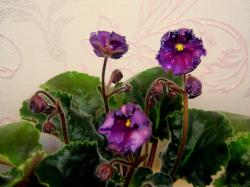 Простые полумахровые анютки сливового цвета с очень тонкой белой кружевной каймой, горошины лососево- розового фэнтези украшают каждый цветок. Стандартная темно-зеленая листва с обратной красной стороной. Простые полумахровые анютки сливового цвета с очень тонкой белой кружевной каймой, горошины лососево- розового фэнтези украшают каждый цветок. Стандартная темно-зеленая листва с обратной красной стороной.