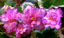 Махровые светло-розовые двутоновые звезды с гофрированной малиновой каймой напылением. Темно-зелено-бело-кремовые зубчатые листья.Первое цветение сорта,очень красивый сорт! Махровые светло-розовые двутоновые звезды с гофрированной малиновой каймой напылением. Темно-зелено-бело-кремовые зубчатые листья.Первое цветение сорта,очень красивый сорт!