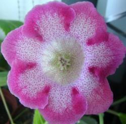 Tigrina Red Tigrina Red