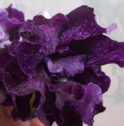 TV-Чёрная Пантера TV-Чёрная Пантера