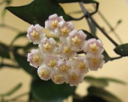 Хойя Лакуноза Хойя Лакуноза