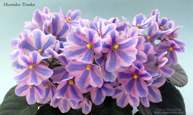 01Humako-Tineke-б-исхIMG_0595.jpg