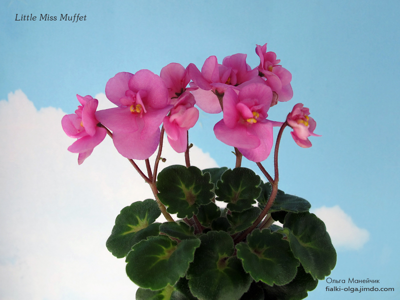 01Little-Miss-Muffet-р-IMG_0193.jpg