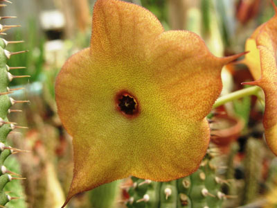 020_3_Hoodia-gordonii--001-(7).jpg