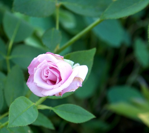 100_0931_.jpg