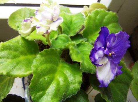 100_1684.JPG