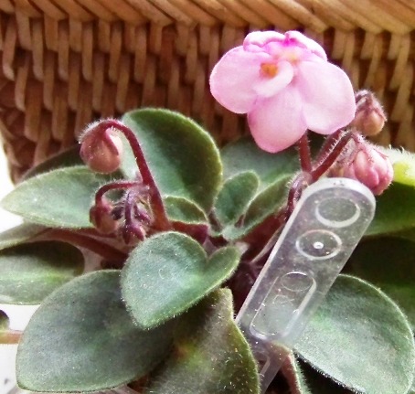100_1687.JPG
