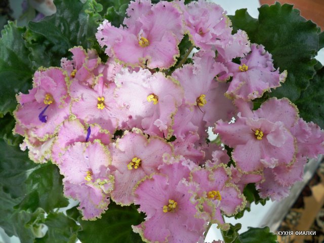 100_9460.JPG