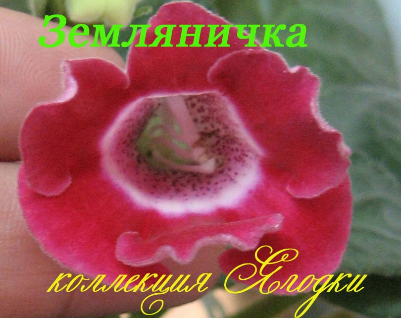 земляничка.jpg