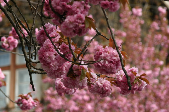 123_новый размер.jpg