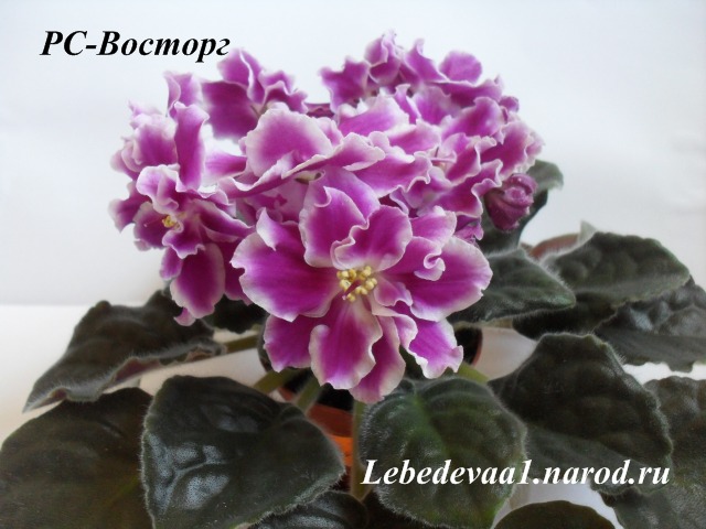 1279 20-20 текст.jpg