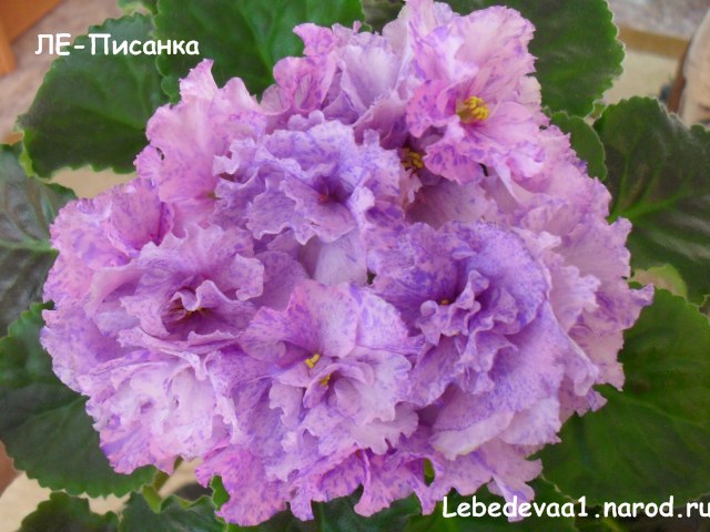 1822 20-20 текст.jpg