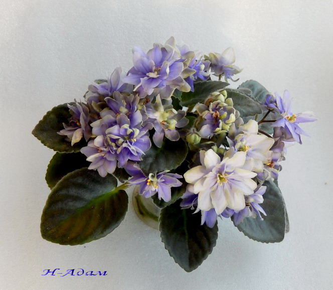 1 Н-Адам1-3.jpg