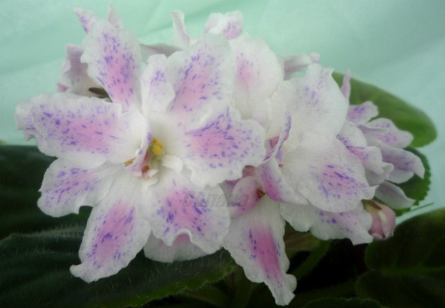 1РС Веселый хоровод - копия - копия.JPG