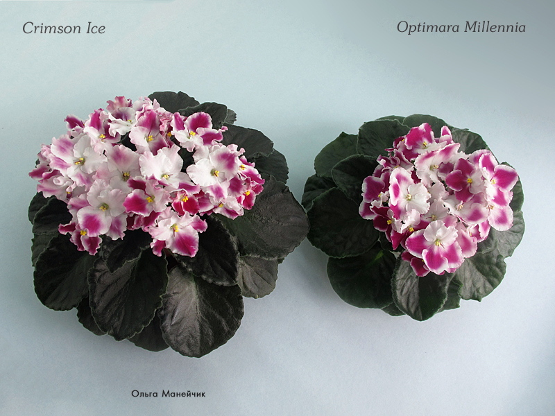 фото фиалка crimson ice