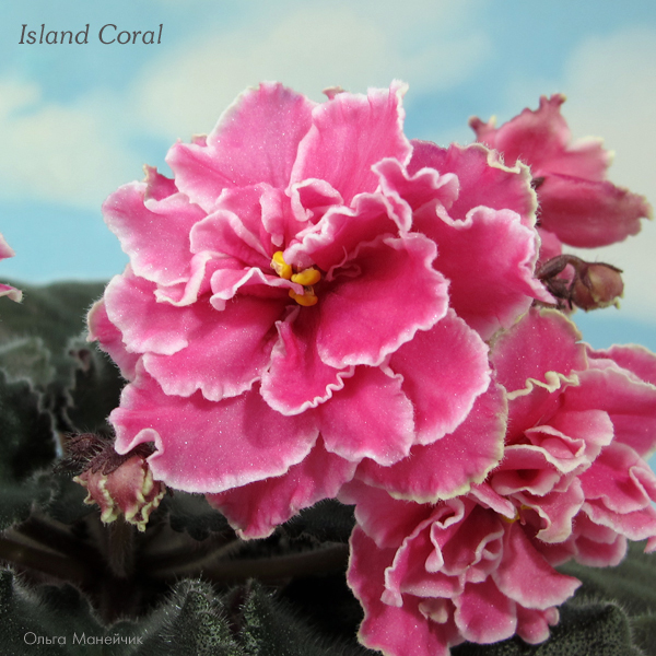 1Island-Coral---IMG_3882.jpg