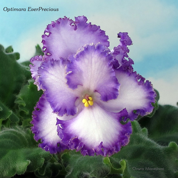 1Optimara-EverPrecious-ц-исхIMG_1463.jpg