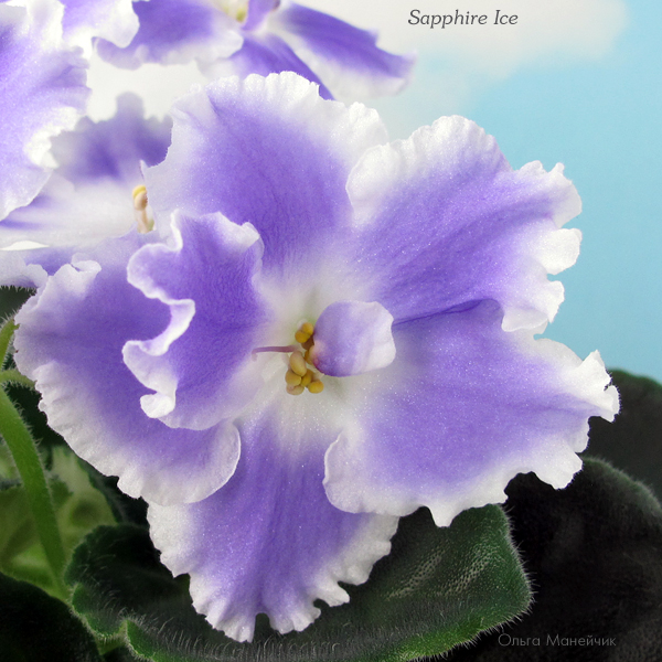 1Sapphire-Ice-ц-исхIMG_2939.jpg