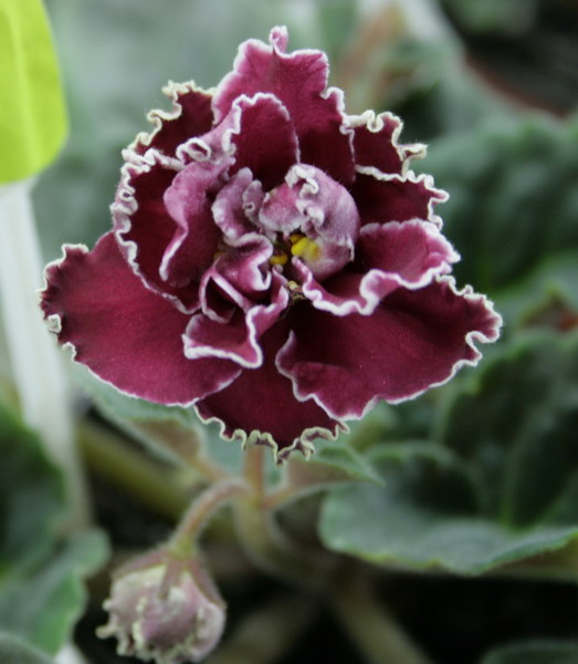 20090317_2815-1.jpg