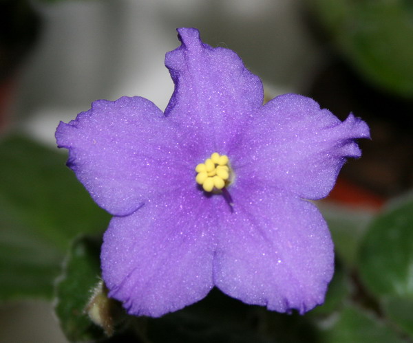 20090424_3499-1.jpg