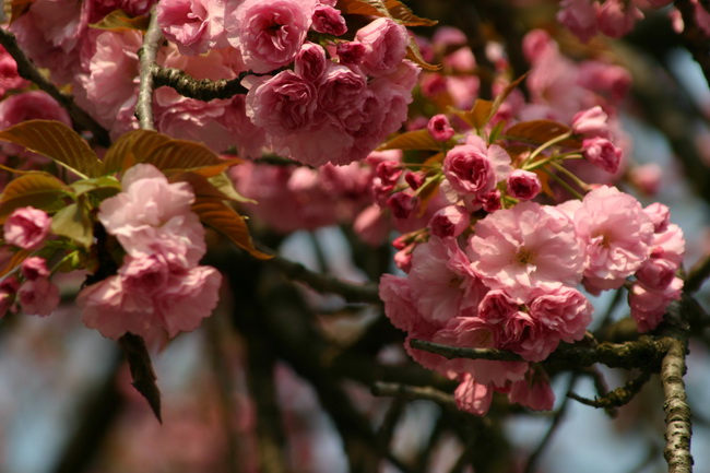 2009 083_новый размер.jpg