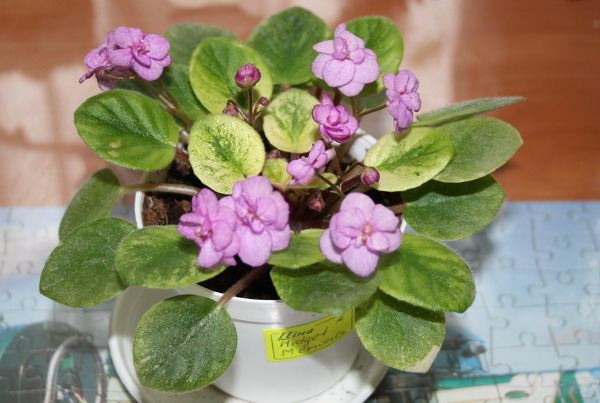 20100213_6603_1.jpg
