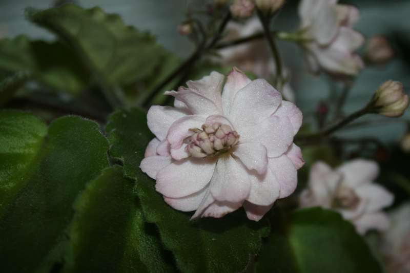 2011 г. СЕНТЯБРЬ. РОДНЯ, АНТУРИУМЫ и др. 299_thumb.jpg