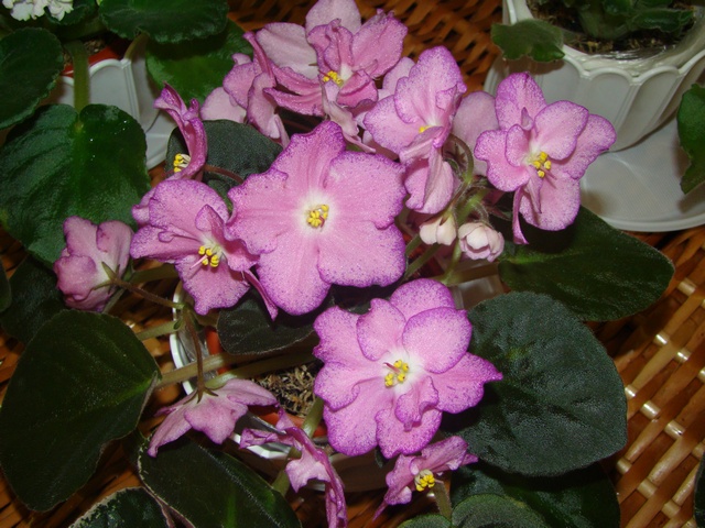 2012-10-лютий 032.jpg