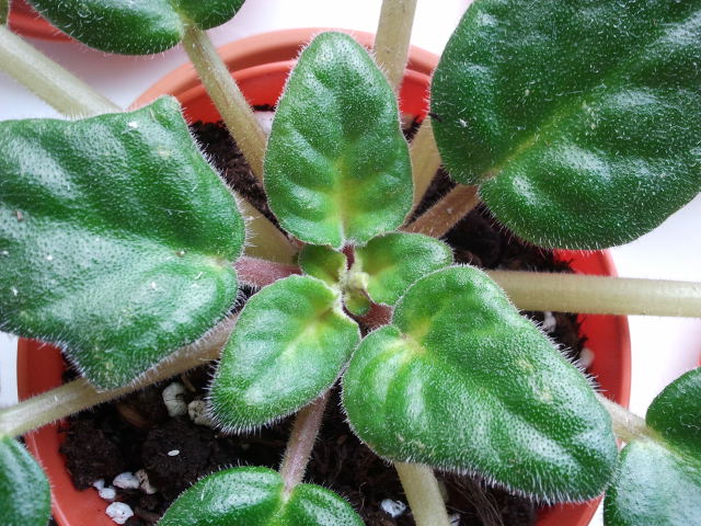 2012-11-13 11.32.26.jpg